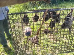 Defesa Agropecuária realiza monitoramento de morcegos hematófagos na região Os hematófagos podem transmitir raiva, doença letal que afeta animais e pode contaminar humanos. (Foto: Divulgação)