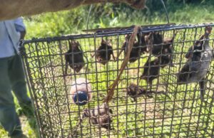Defesa Agropecuária realiza monitoramento de morcegos hematófagos na região Os hematófagos podem transmitir raiva, doença letal que afeta animais e pode contaminar humanos. (Foto: Divulgação)