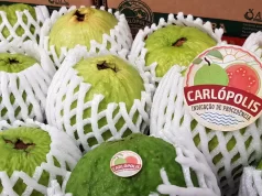 Goiaba de Carlópolis chega à Europa e dinamiza exportação direta Goiaba de Carlópolis chega à Europa e dinamiza exportação direta. (Foto: Divulgação)