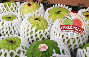 Goiaba de Carlópolis chega à Europa e dinamiza exportação direta Goiaba de Carlópolis chega à Europa e dinamiza exportação direta. (Foto: Divulgação)