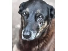 Saiba que sanções podem ser aplicadas a jovens que mataram cão Orelha Crime contra cão comunitário da Praia Brava aconteceu no começo do ano. (Foto: Polícia Civil de SC)