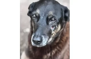 Saiba que sanções podem ser aplicadas a jovens que mataram cão Orelha Crime contra cão comunitário da Praia Brava aconteceu no começo do ano. (Foto: Polícia Civil de SC)